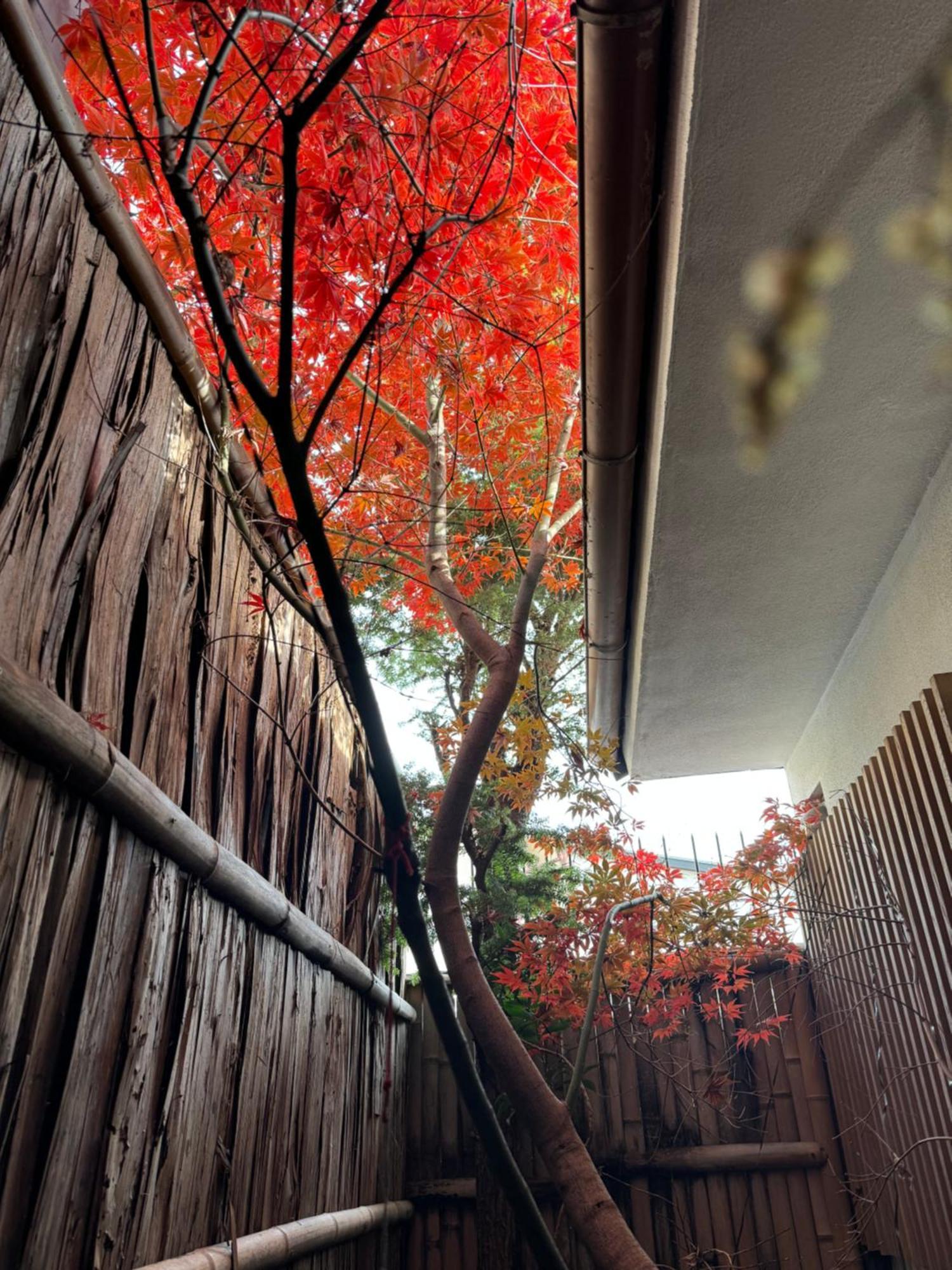 Villa 京町家-椿庵kyomachiya-Tsubakian Kyōto Esterno foto