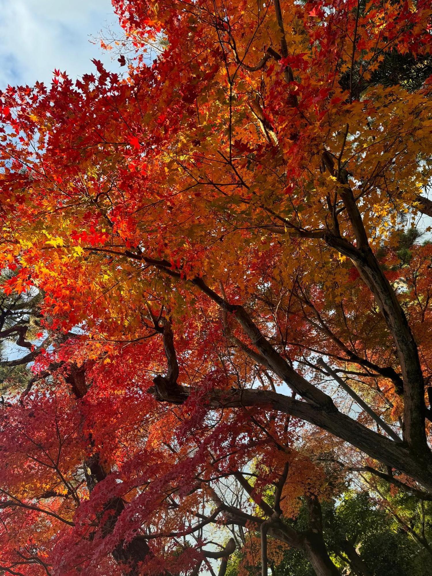 Villa 京町家-椿庵kyomachiya-Tsubakian Kyōto Esterno foto